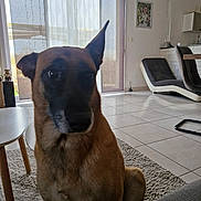 Ora participe au concours pour gagner de l'argent avec cette photo : brown, carpet, chair, curtains, daylight, dog, ears, floor, furniture, house, indoor, living_room, looking, pet, photo, portrait, sitting, table, tile_floor, window