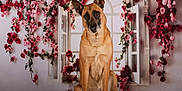 Ora participe au concours pour gagner de l'argent avec cette photo : animal, architecture, bed, building, canine, dog, flower, flowerarrangement, furniture, geranium, germanshepherd, ikebana, indoors, interiordesign, person, pet, petal, plant, puppy, wall