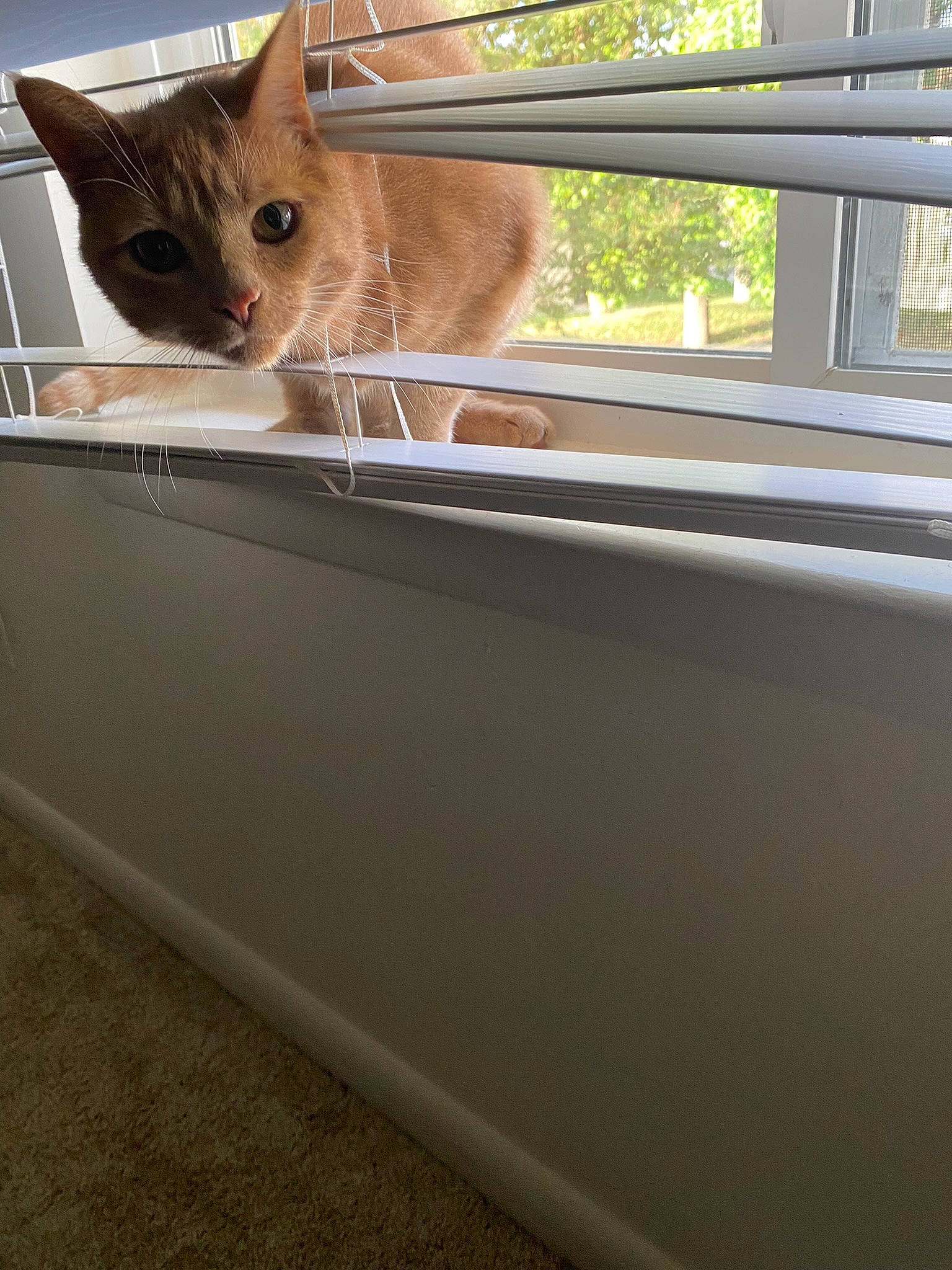 Elliot is registered to the contest to win money with this photo: automotive_exterior, carnivore, cat, ceiling, daylighting, domestic_short_haired_cat, fawn, felidae, fur, metal, plant, room, small_to_medium_sized_cats, tail, tints_and_shades, vehicle_door, whiskers, window, windshield, wood
