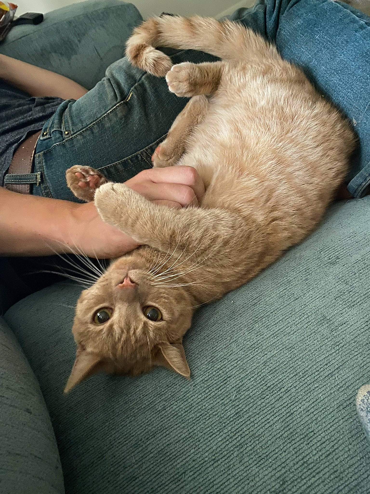 Elliot joined the competition — help win amazing prizes! carnivore, cat, claw, comfort, domestic_short_haired_cat, fawn, felidae, flesh, foot, fur, gesture, hand, human_leg, lap, nail, paw, skin, small_to_medium_sized_cats, whiskers, wrist