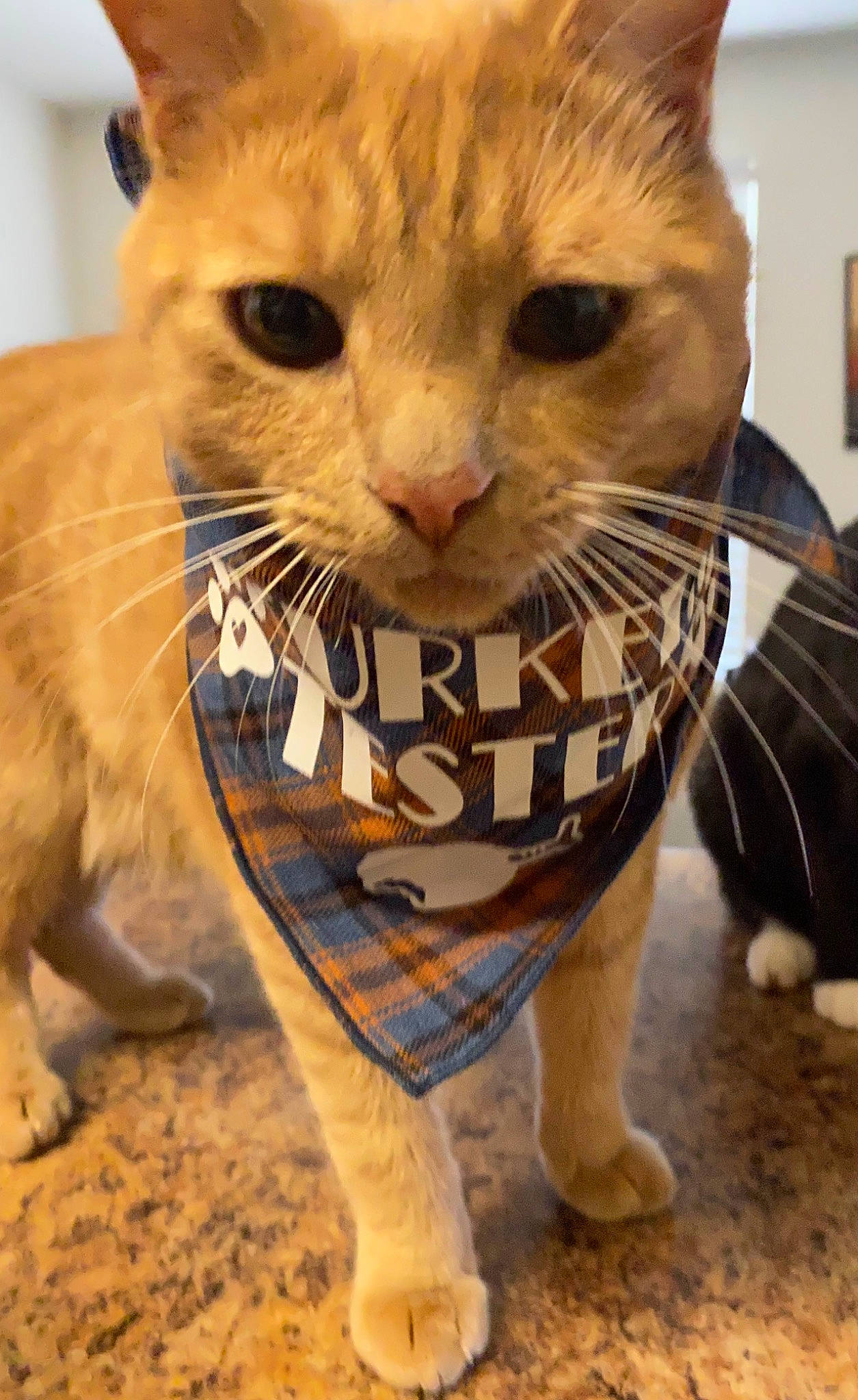 Elliot joined the competition — help win amazing prizes! carnivore, cat, claw, domestic_short_haired_cat, fawn, felidae, fur, gesture, pattern, paw, pet_supply, small_to_medium_sized_cats, snout, tail, terrestrial_animal, whiskers, wildlife