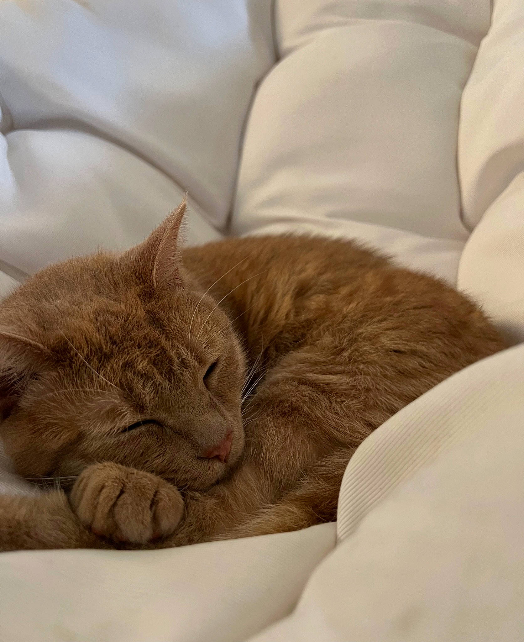 Elliot joined the competition — help win amazing prizes! carnivore, cat, cat_supply, claw, comfort, domestic_short_haired_cat, ear, felidae, fur, gesture, linens, nap, paw, sleep, small_to_medium_sized_cats, snout, tail, whiskers, wrinkle