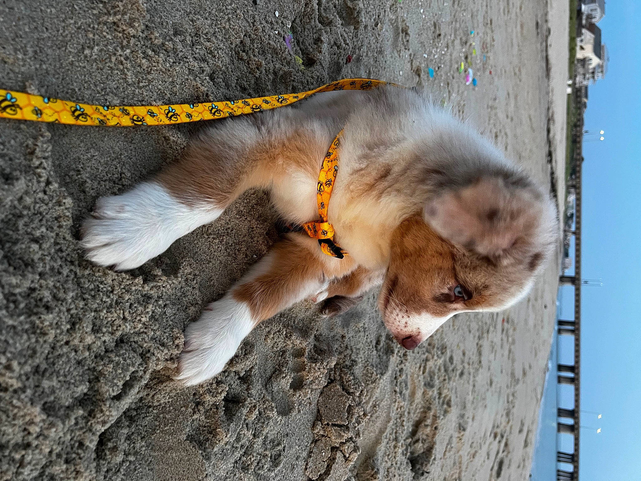 Knox is registered to the contest to win money with this photo: asphalt, canidae, canis, carnivore, collar, coyote, dog_breed, fawn, felidae, fur, red_wolf, road_surface, sky, small_to_medium_sized_cats, sporting_group, tail, terrestrial_animal, water, whiskers, wildlife