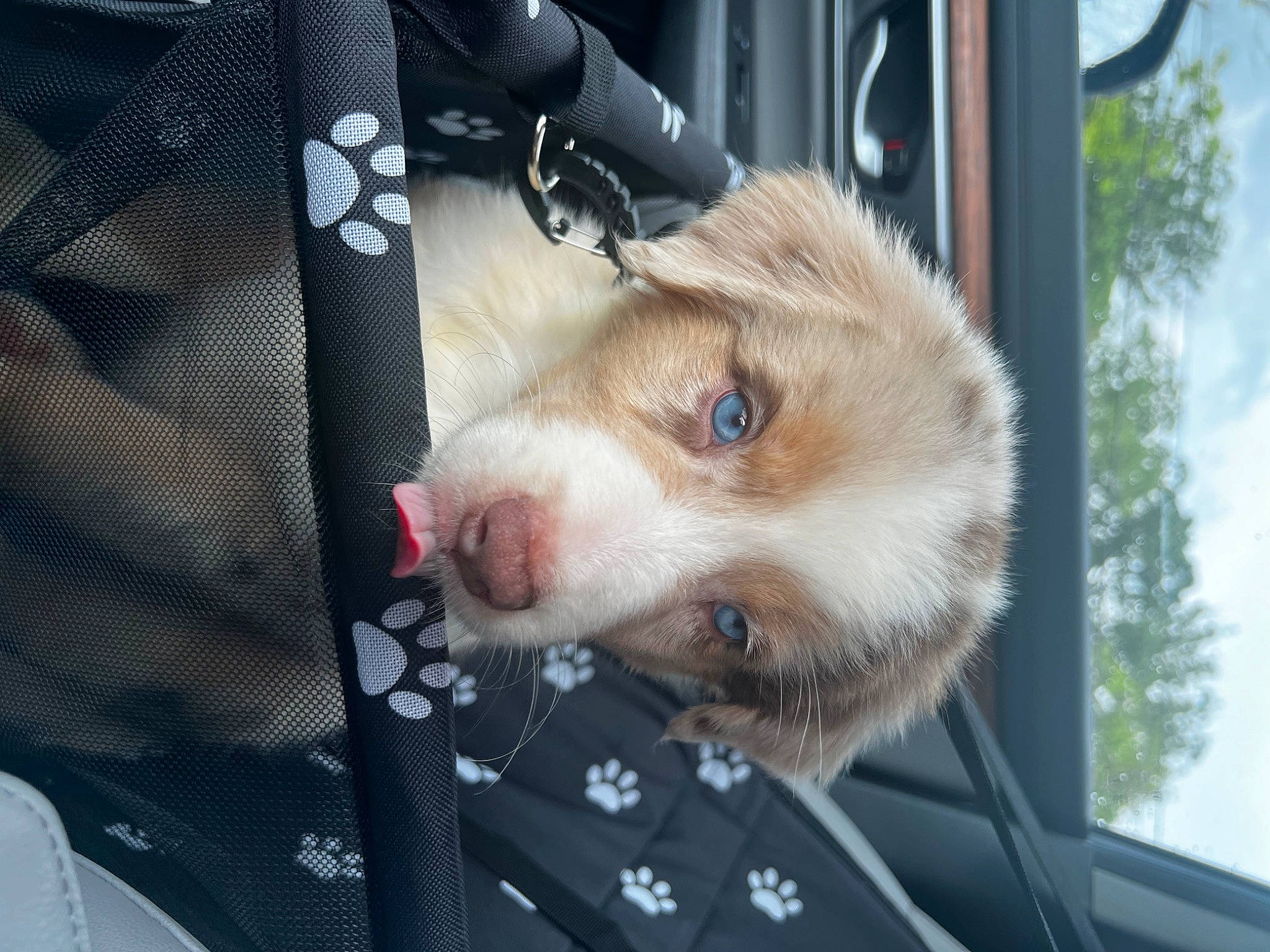 Knox joined the competition — help win amazing prizes! auto_part, canidae, car, car_seat, carnivore, companion_dog, dog, dog_breed, fawn, felidae, fur, motor_vehicle, small_to_medium_sized_cats, snout, sporting_group, tree, vehicle, vehicle_door, whiskers, windshield