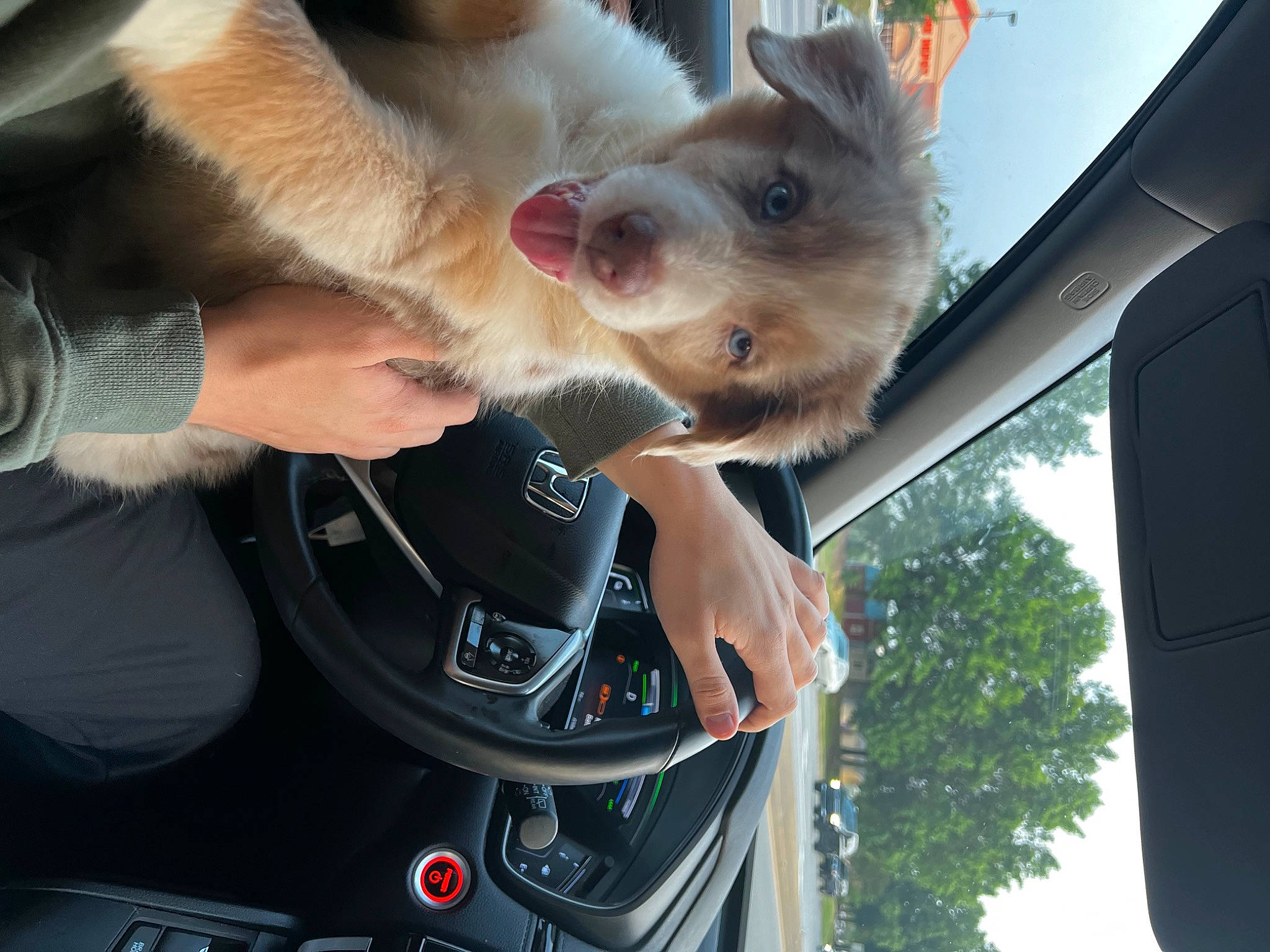 Knox is registered to the contest to win money with this photo: auto_part, car, carnivore, companion_dog, dog, dog_breed, family_car, fawn, felidae, fur, gesture, motor_vehicle, personal_luxury_car, selfie, sky, steering_wheel, vehicle, vehicle_door, whiskers, windshield