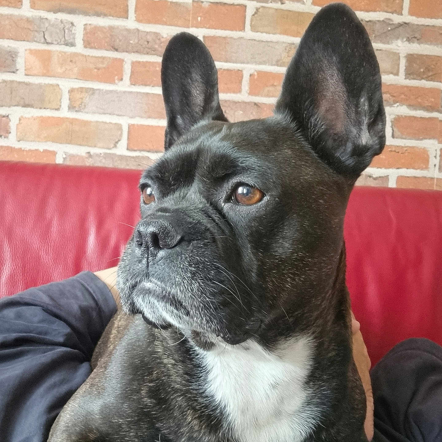Barus participe au concours pour gagner de l'argent avec cette photo : animal, brick_wall, brindle, brown_eyes, closeup, couch, dog, ears, face, french_bulldog, fur, indoor, lap, person, pet, portrait, red_couch, resting, snout, whiskers