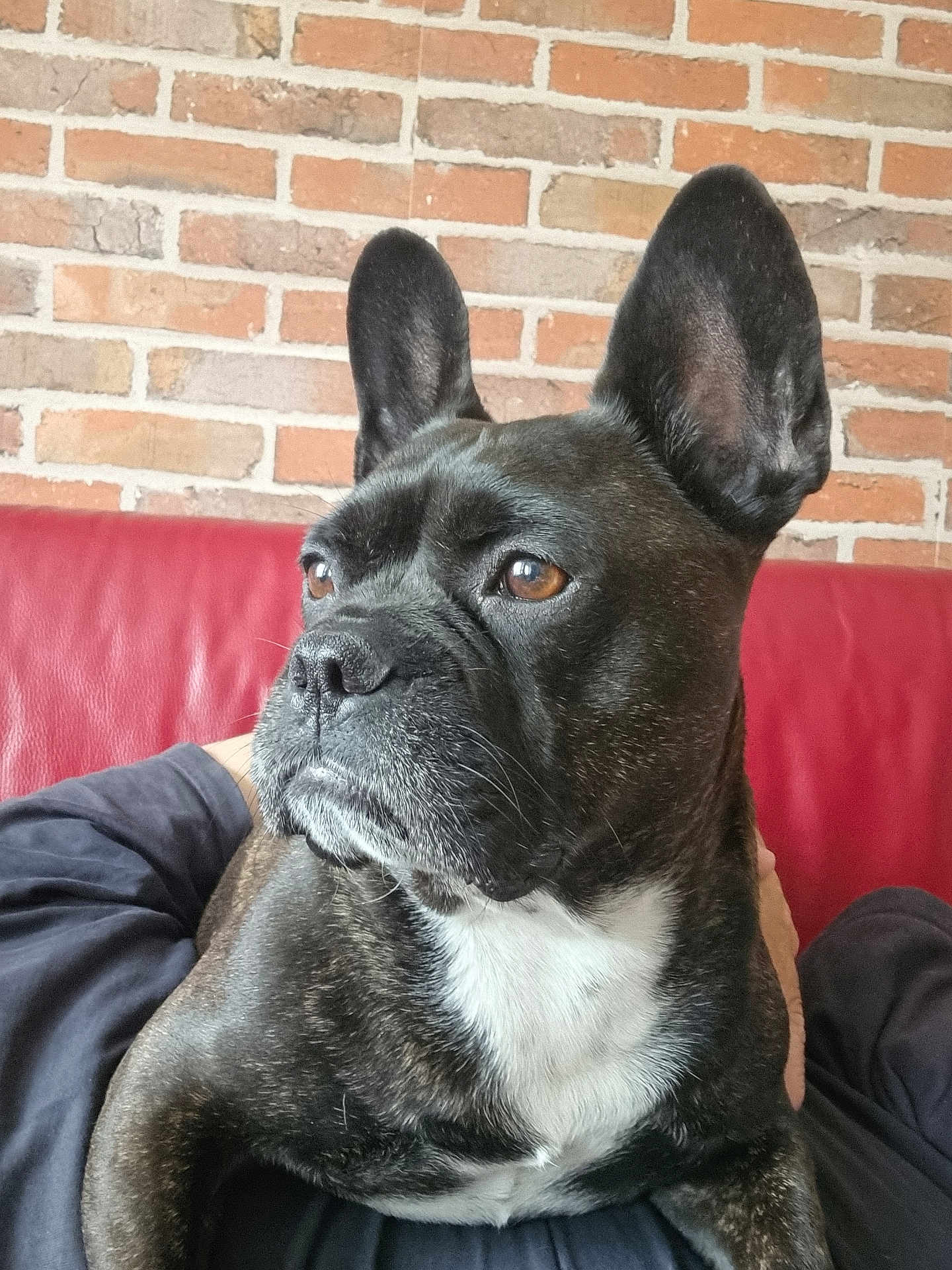 Barus participe au concours pour gagner de l'argent avec cette photo : dog, french_bulldog, brindle, pet, animal, ears, face, portrait, indoor, couch, person, lap, brick_wall, red_couch, fur, whiskers, brown_eyes, snout, closeup, resting