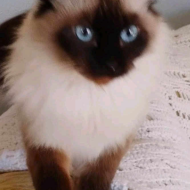 Chocolatechocolate