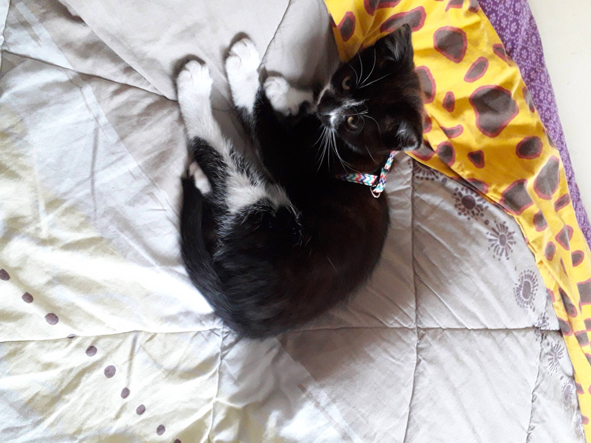 Raffaello a rejoint le concours — aidez-le/la à gagner de superbes lots ! bag, black_cat, carnivore, cat, cat_supply, claw, comfort, domestic_short_haired_cat, felidae, fur, linens, pattern, paw, pet_supply, sleeve, small_to_medium_sized_cats, snout, tail, terrestrial_animal, whiskers