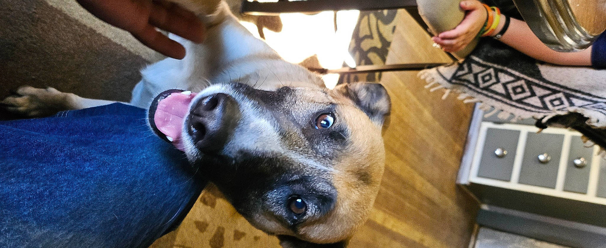 Poprovks joined the competition — help win amazing prizes! canidae, carnivore, collar, companion_dog, dog, dog_breed, ear, eye, fawn, fur, german_shepherd_dog, guard_dog, head, paw, pet_supply, snout, sporting_group, whiskers, working_animal, working_dog