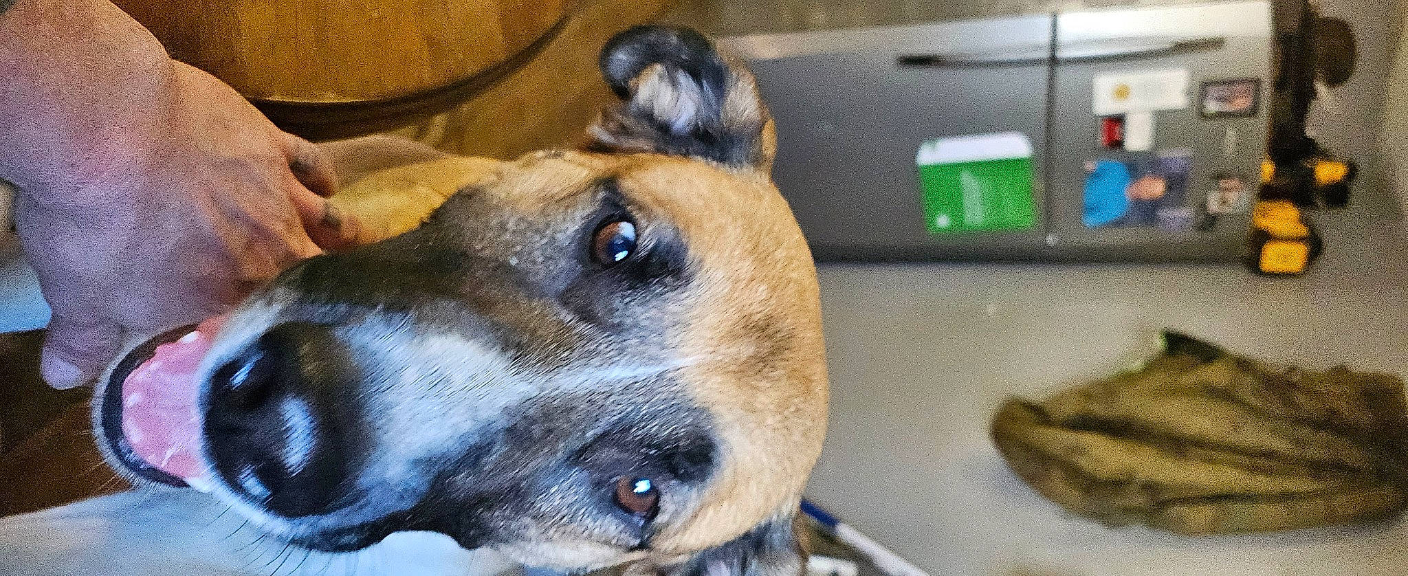 Poprovks joined the competition — help win amazing prizes! animal_shelter, canidae, carnivore, collar, companion_dog, dog, dog_breed, dog_collar, fawn, fur, giant_dog_breed, great_dane, guard_dog, paw, pet_supply, service, snout, sporting_group, whiskers, working_dog