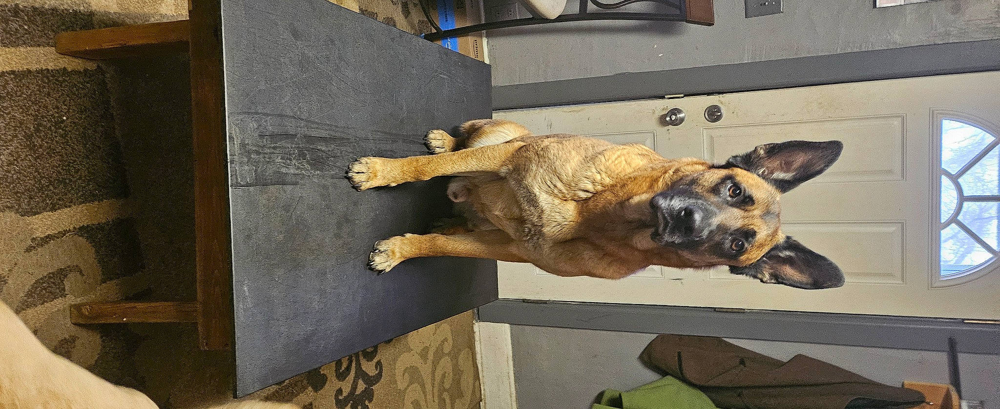 Bear Dog is registered to the contest to win money with this photo: ancient_dog_breeds, art, canidae, carnivore, companion_dog, dog, dog_breed, fawn, fur, german_shepherd_dog, guard_dog, paw, sculpture, snout, sporting_group, street_dog, tail, wood, working_animal, working_dog