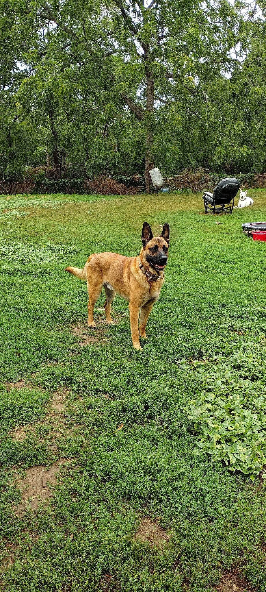 Bear Dog joined the competition — help win amazing prizes! australian_cattle_dog, car, carnivore, collar, companion_dog, dog, dog_breed, dog_supply, east_european_shepherd, fawn, grass, groundcover, herding_dog, plant, sporting_group, tail, tire, tree, vehicle, working_animal