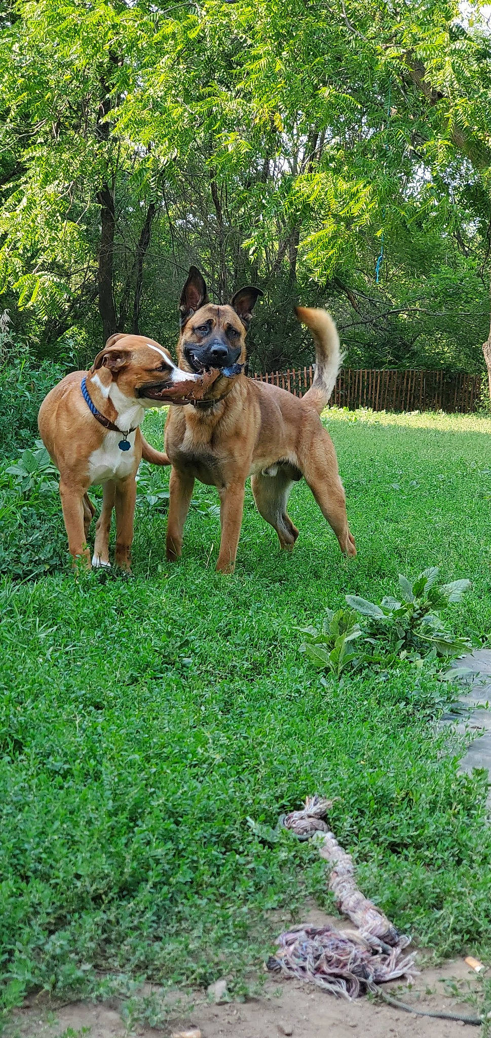 Bear Dog joined the competition — help win amazing prizes! ancient_dog_breeds, canidae, carnivore, companion_dog, dog, dog_breed, fawn, grass, groundcover, guard_dog, hound, hunting_dog, liver, plant, sporting_group, tail, terrestrial_animal, tree, working_animal, working_dog