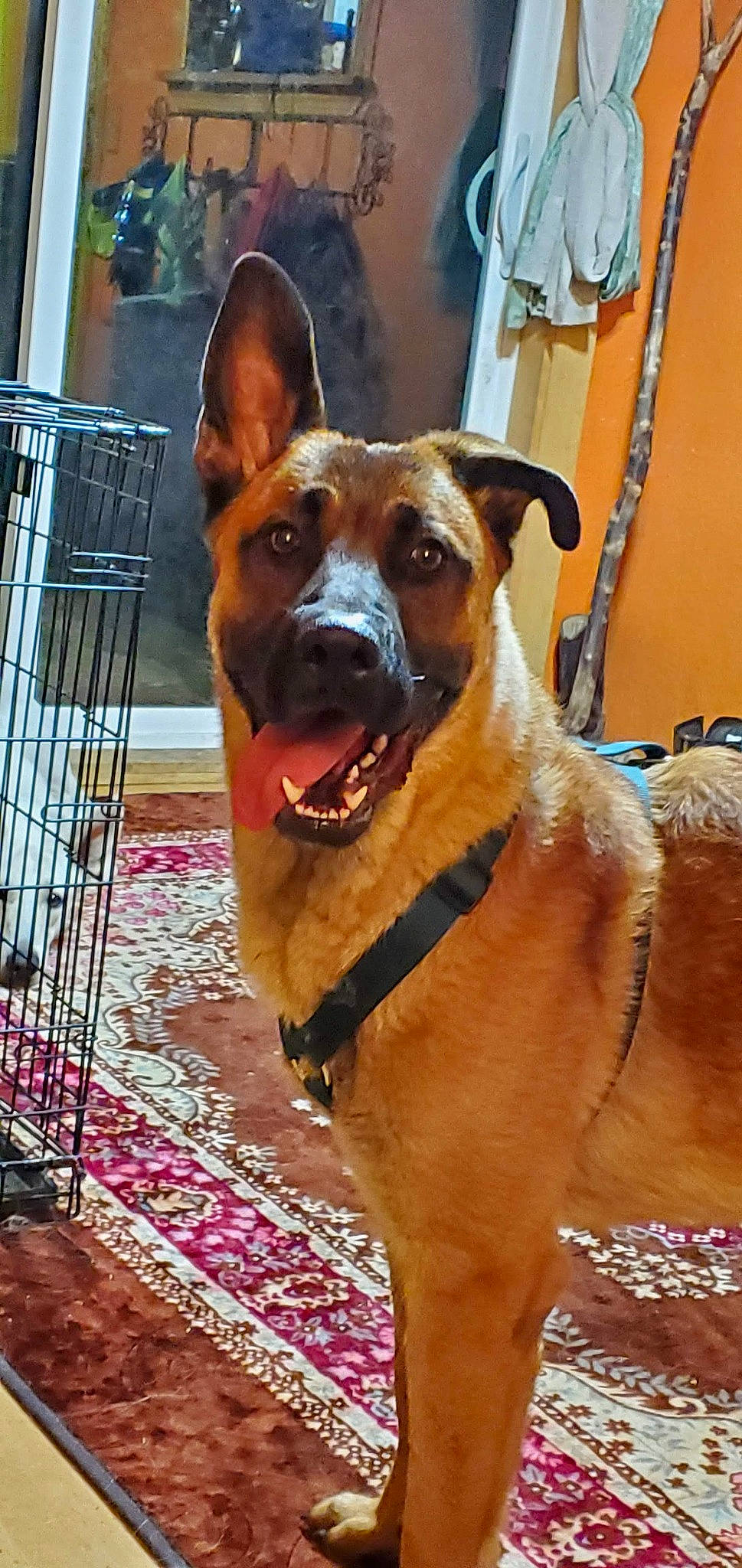 Bear Dog joined the competition — help win amazing prizes! canidae, carnivore, collar, companion_dog, dog, dog_breed, dog_collar, dog_supply, door, fawn, fur, guard_dog, liver, pet_supply, snout, sporting_group, whiskers, window, working_animal, working_dog