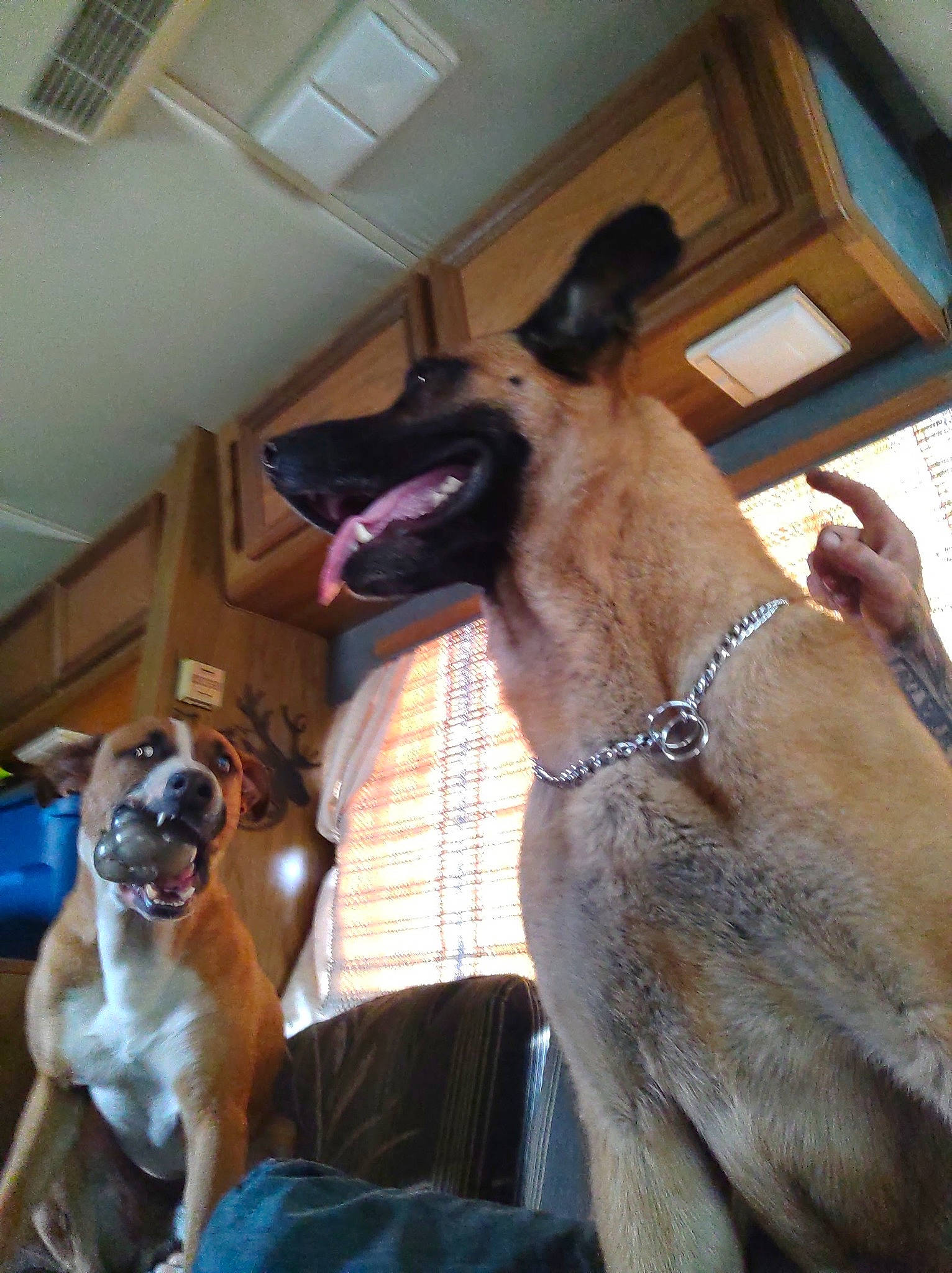 Bear Dog joined the competition — help win amazing prizes! canidae, carnivore, collar, companion_dog, dog, dog_breed, dog_collar, fawn, fur, giant_dog_breed, guard_dog, leash, non_sporting_group, pet_supply, snout, sporting_group, window, working_animal, working_dog