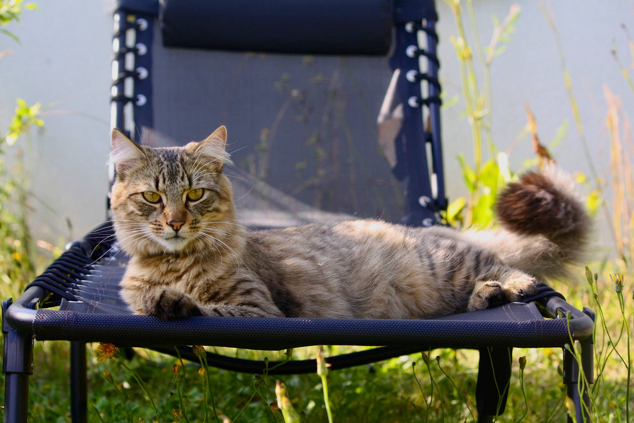 Manu a rejoint le concours — aidez-le/la à gagner de superbes lots ! carnivore, cat, comfort, domestic_short_haired_cat, fawn, felidae, fur, grass, plant, sitting, small_to_medium_sized_cats, snout, tail, terrestrial_animal, tree, whiskers, wildlife, wood