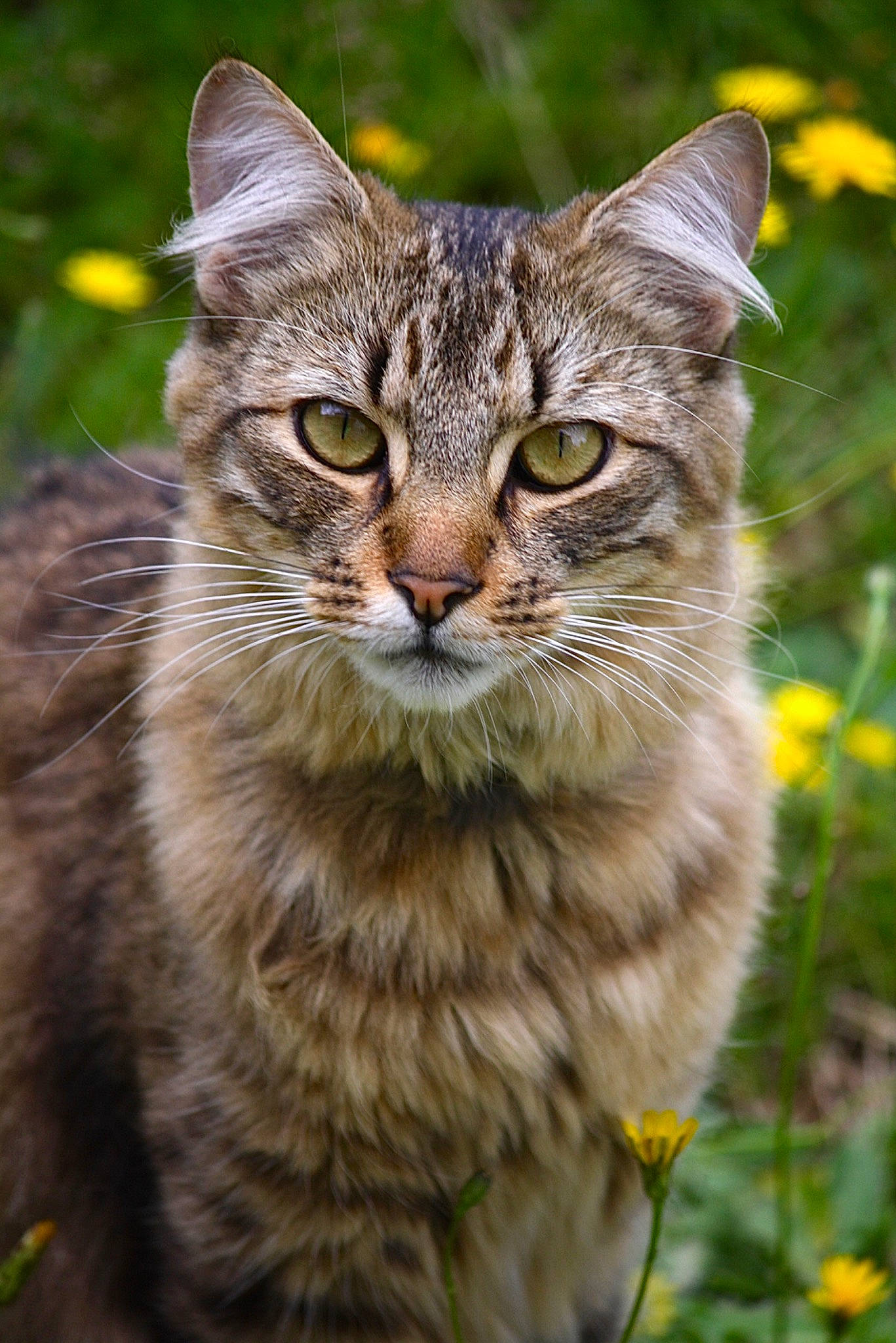 Manu participe au concours pour gagner de l'argent avec cette photo : carnivore, cat, close_up, domestic_short_haired_cat, event, felidae, flower, fur, grass, lynx, plant, small_to_medium_sized_cats, snout, terrestrial_animal, tree, whiskers, wildlife