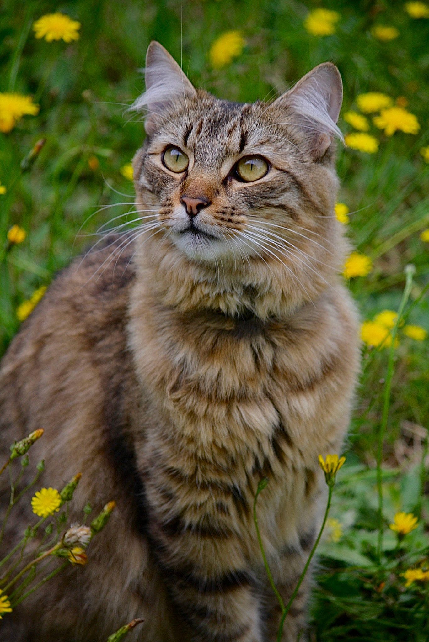 Manu participe au concours pour gagner de l'argent avec cette photo : carnivore, cat, domestic_short_haired_cat, felidae, flower, fur, grass, grassland, maine_coon, natural_landscape, plant, small_to_medium_sized_cats, snout, terrestrial_animal, tree, whiskers, wildlife