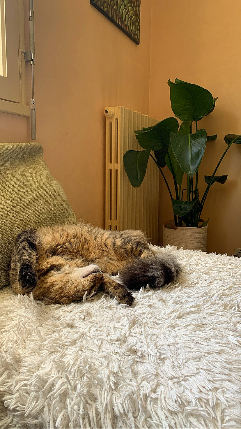 Manu a rejoint le concours — aidez-le/la à gagner de superbes lots ! bedding, carnivore, comfort, companion_dog, door, duvet, fawn, felidae, flooring, fur, grey, hardwood, linens, picture_frame, room, small_to_medium_sized_cats, sporting_group, tail, whiskers, wood