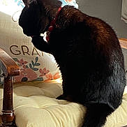 Irene Pell joined the competition — help win amazing prizes! black_cat, cat, chair, collar, cushion, decorative_pillow, domestic_animal, feline, floral_pattern, fluffy, grooming, home, indoor, paw, pet, resting, shiny_fur, sunlight, tail, wooden_furniture