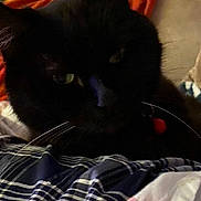 Mercedes is registered to the contest to win money with this photo: cat, black_cat, collar, plaid_blanket, indoor, pet, animal, whiskers, fur, resting, closeup, bed, fabric, soft, cozy, domestic, feline, quiet, relaxing, home