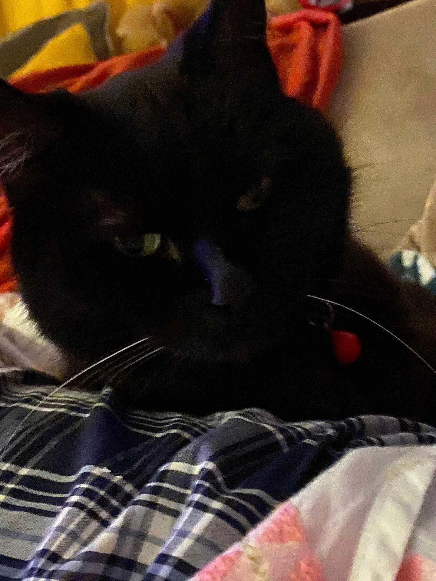 Mercedes is registered to the contest to win money with this photo: cat, black_cat, collar, plaid_blanket, indoor, pet, animal, whiskers, fur, resting, closeup, bed, fabric, soft, cozy, domestic, feline, quiet, relaxing, home