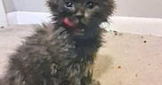 Luna is registered to the contest to win money with this photo: animal, baseboard, black_fur, carpet, cat, cute, domestic, feline, floor, furry, indoor, kitten, messy, pet, playful, scruffy, sitting, small, wall, young