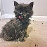 kitten, cat, black_fur, scruffy, carpet, indoor, pet, small, young, cute, animal, feline, floor, wall, baseboard, sitting, messy, playful, domestic, furry