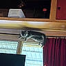 cat, indoor, window, curtain, gray_cat, white_cat, ledges, shelf, box, text_on_box, curious, perched, room, ceiling, red_curtain, natural_light, adventure, feline, looking_down, domestic_animal