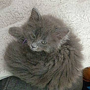 Luna is registered to the contest to win money with this photo: kitten, cat, gray_fur, fluffy, pet, sleepy, cozy, blanket, indoor, animal, cute, fur, small, domestic_cat, resting, curious, soft, young, mammal, whiskers