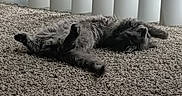 Luna joined the competition — help win amazing prizes! cat, gray_cat, carpet, indoor, vertical_blinds, relaxing, pet, feline, fluffy, sleeping, cozy, window, sunlight, domestic_animal, resting, home, quiet, comfortable, animal, lazy