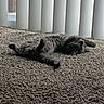 cat, gray_cat, carpet, indoor, vertical_blinds, relaxing, pet, feline, fluffy, sleeping, cozy, window, sunlight, domestic_animal, resting, home, quiet, comfortable, animal, lazy