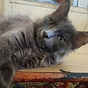 Luna is registered to the contest to win money with this photo: animal, cat, closeup, curious, cute, domestic_animal, ears, eyes, face, feline, fluffy, fur, gray_cat, indoor, laying_down, pet, relaxed, whiskers, wooden_surface, young_cat