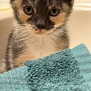 Sasha is registered to the contest to win money with this photo: kitten, cat, closeup, animal, pet, feline, fur, whiskers, towel, blue, cute, young, indoor, curious, soft, small, domestic, portrait, eyes, face