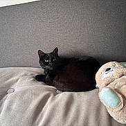 Twix a rejoint le concours — aidez-le/la à gagner de superbes lots ! cat, black_cat, pet, sofa, couch, upholstery, plush_toy, stuffed_animal, indoor, cozy, relaxed, fur, green_eyes, ears, face, button, fabric_texture, minimalist, natural_light, home