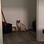 cat, indoor, floor, doorway, wall, pet_carrier, bucket, broom, cardboard_box, hardwood_floor, tail, paws, fur, blue_eyes, staring, portrait, home_interior, shadow, quiet, doorframe