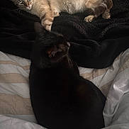 Bounty a rejoint le concours — aidez-le/la à gagner de superbes lots ! cat, two_cats, black_cat, light_colored_cat, blanket, bed, bedding, cozy, sleeping, resting, paw, whiskers, fur, loaf, indoor, pet, domestic_animal, nap, soft_texture, blanket_texture