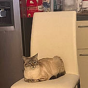Bounty participe au concours pour gagner de l'argent avec cette photo : appliance, blender, box, cabinet, cat, chair, countertop, drawer, ears, eyes, fur, furniture, indoor, kitchen, loaf_position, pet, refrigerator, sitting, water_filter, whiskers