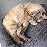 adorable, cat, close_up, cozy, curled_up, domestic_cat, feline, fur, indoor, nap, paw, pet, pet_bed, portrait, relaxed, resting, sleeping_cat, soft_texture, tabby, whiskers
