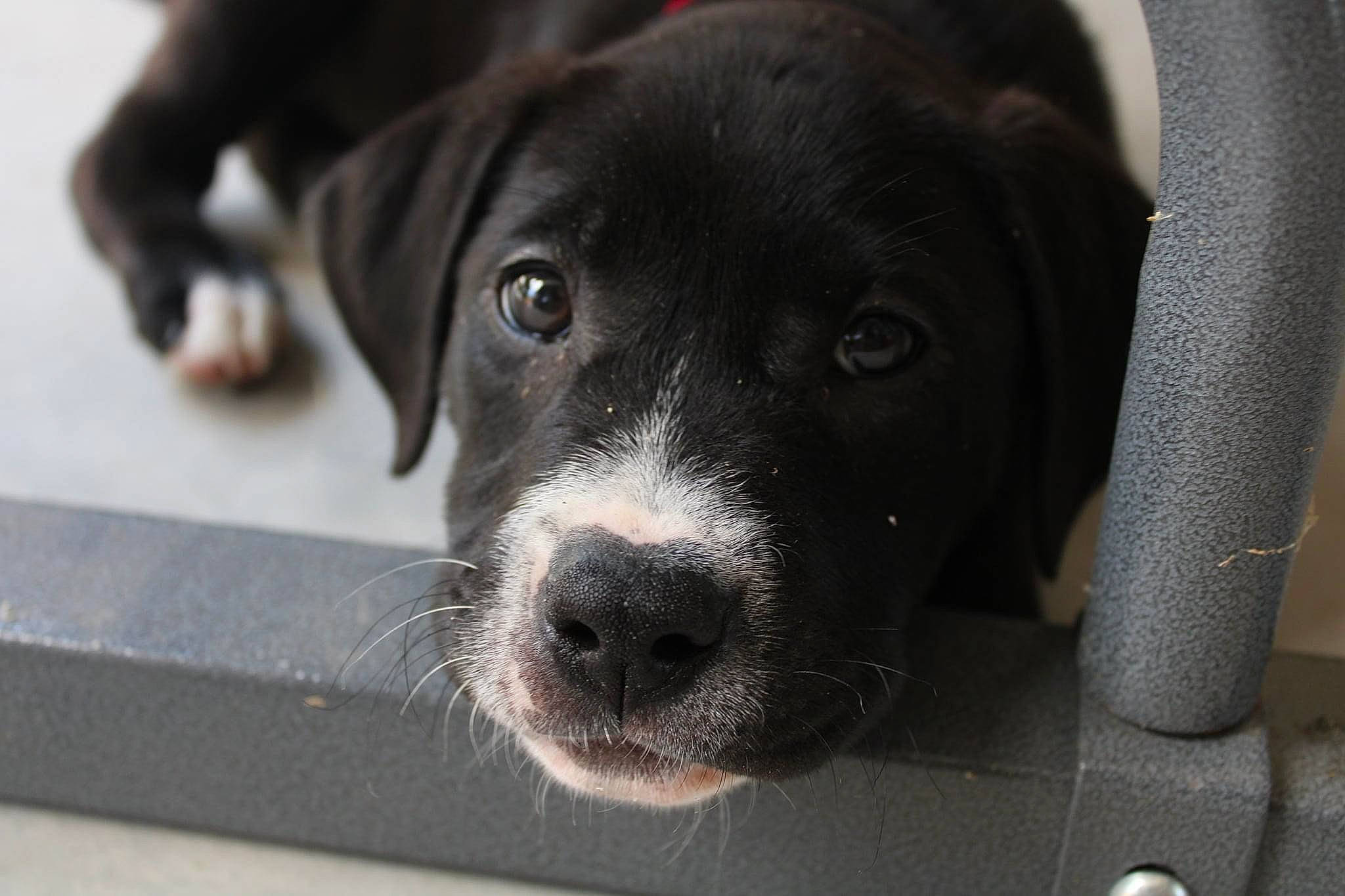 Joker joined the competition — help win amazing prizes! borador, carnivore, companion_dog, dog, dog_breed, fur, grey, mammal, non_sporting_group, snout, sporting_group, whiskers, working_animal