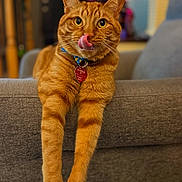 Tater Tot joined the competition — help win amazing prizes! animal, cat, closeup, collar, couch, cute, domestic_cat, fur, furniture, indoor, mammal, orange_tabby, paws, pet, playful, portrait, relaxed, tag, tongue_out, whiskers