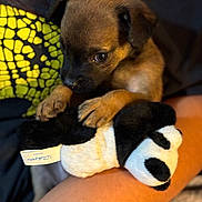 Ella is registered to the contest to win money with this photo: puppy, dog, toy, plush_toy, brown_fur, small_dog, cute, pet, animal, hand, arm, person, indoor, soft_light, closeup, cuddly, young_animal, adorable, resting, curious