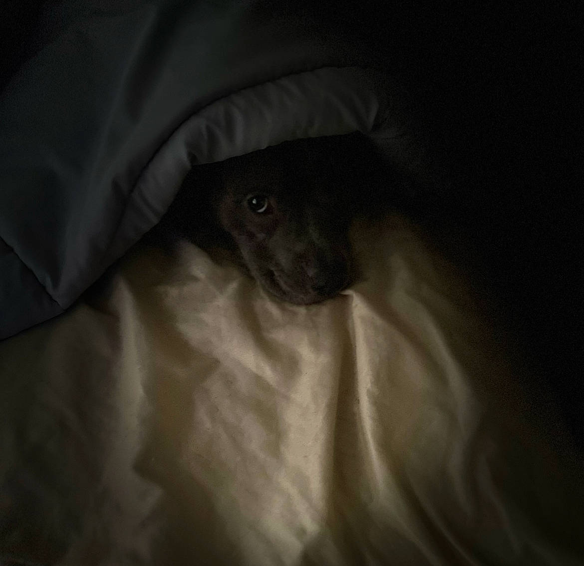 Lexi joined the competition — help win amazing prizes! bedding, canidae, carnivore, comfort, companion_dog, darkness, dog, dog_breed, flash_photography, fur, grey, linens, monochrome, monochrome_photography, sleeve, snout, sporting_group, tints_and_shades, toy_dog, whiskers