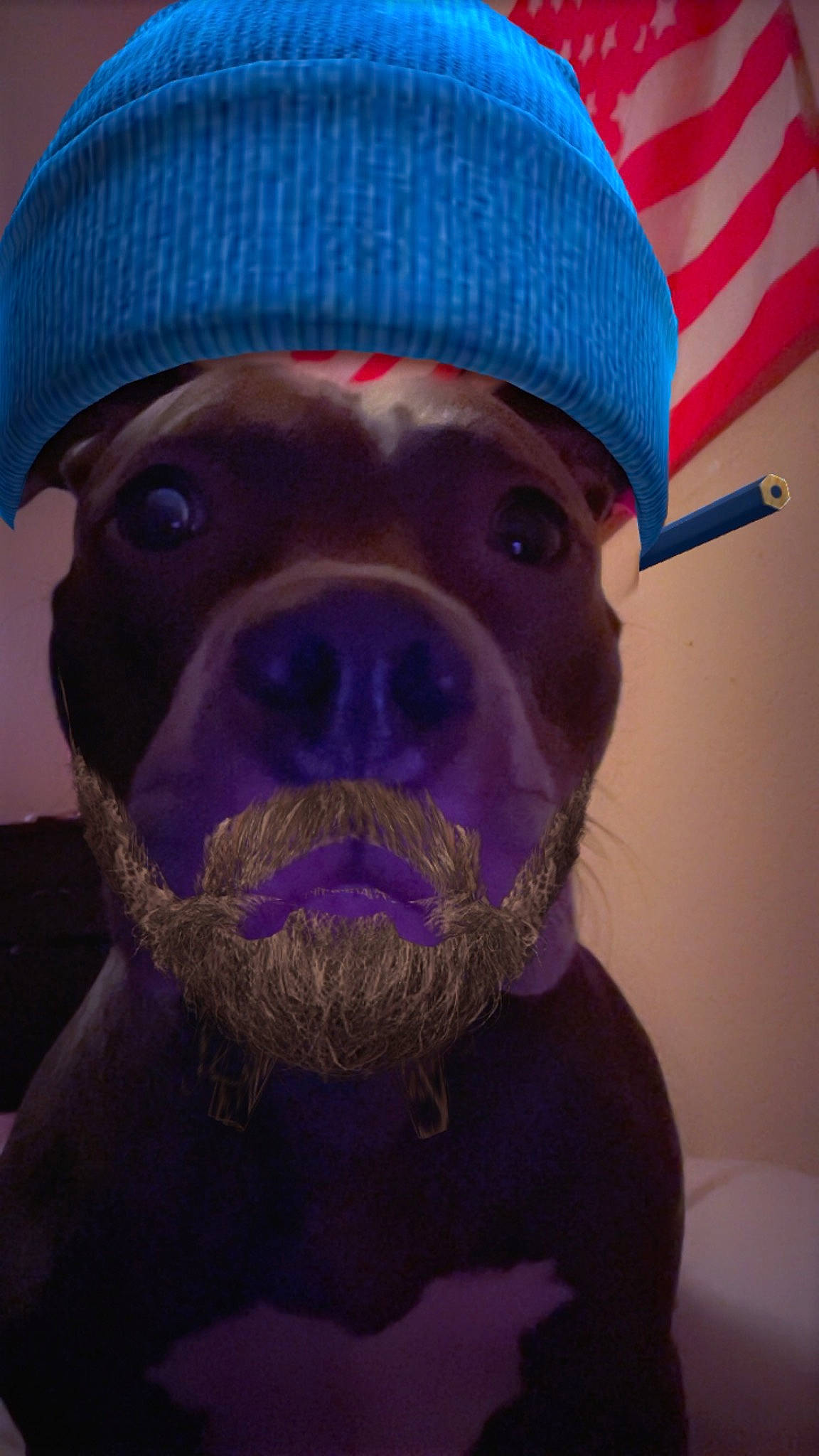 Lexi is registered to the contest to win money with this photo: beard, canidae, cap, carnivore, companion_dog, dog, dog_breed, dog_clothes, electric_blue, facial_hair, fawn, fur, headgear, personal_protective_equipment, purple, selfie, snout, sporting_group, whiskers, working_animal