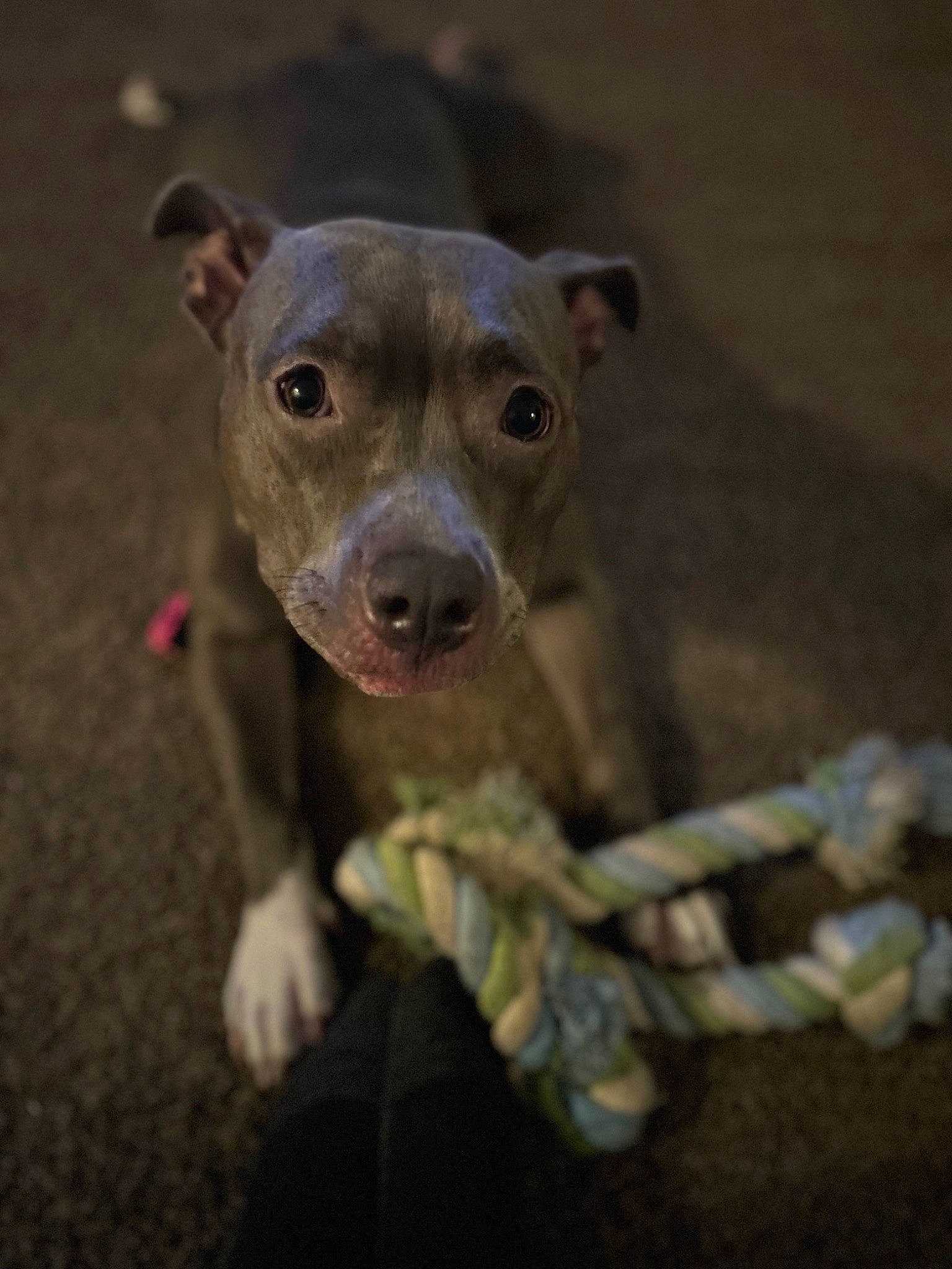 Lexi joined the competition — help win amazing prizes! canidae, carnivore, dog_breed, eye, fawn, fur, snout, sporting_group, suidae, tableware, terrestrial_animal, whiskers, working_animal