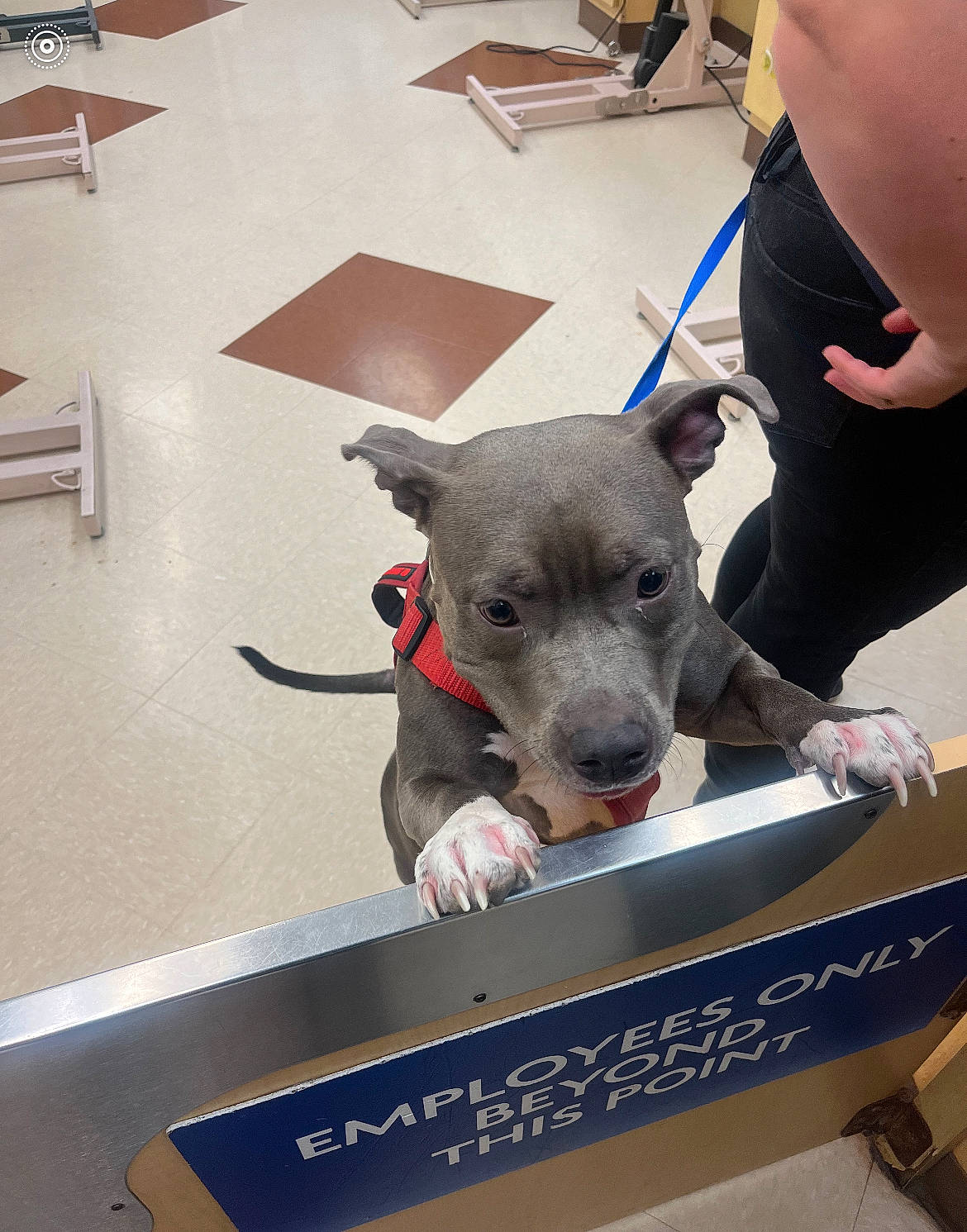 Lexi joined the competition — help win amazing prizes! canidae, carnivore, chair, collar, companion_dog, desk, dog, dog_breed, dog_collar, fashion_accessory, fawn, flooring, guard_dog, leash, pet_supply, snout, sporting_group, table, toy_dog, working_animal