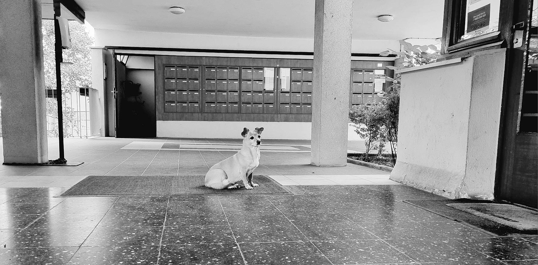 Lassie participe au concours pour gagner de l'argent avec cette photo : architecture, black, black_and_white, building, carnivore, companion_dog, dog, dog_breed, door, fawn, floor, flooring, grey, monochrome, monochrome_photography, road_surface, sidewalk, style, tints_and_shades, window