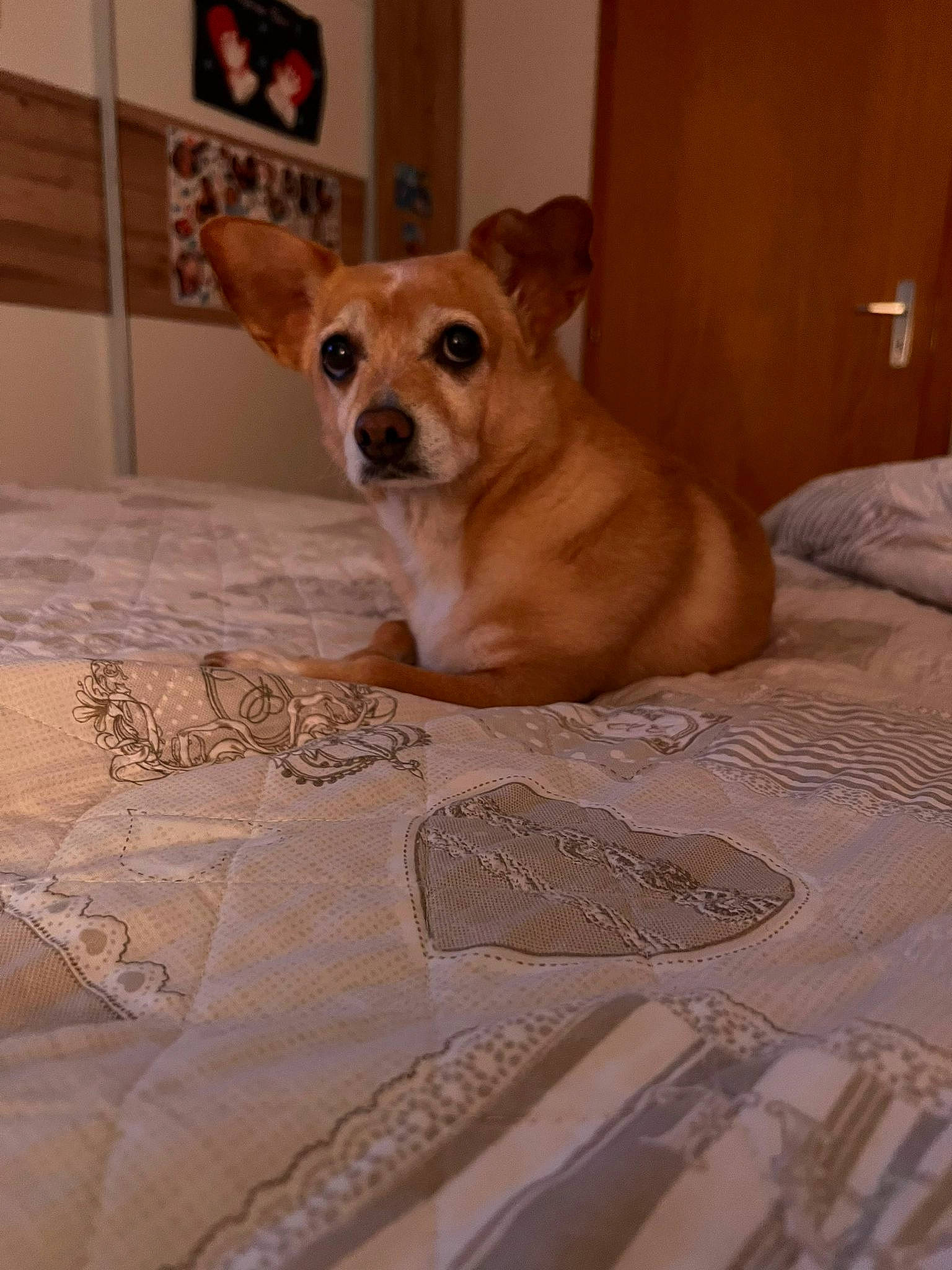 Lassie a rejoint le concours — aidez-le/la à gagner de superbes lots ! bed, bedding, brown, carnivore, chihuahua, comfort, companion_dog, dog, dog_breed, dog_supply, fawn, flooring, hardwood, linens, snout, tail, toy_dog, whiskers, wood, working_animal