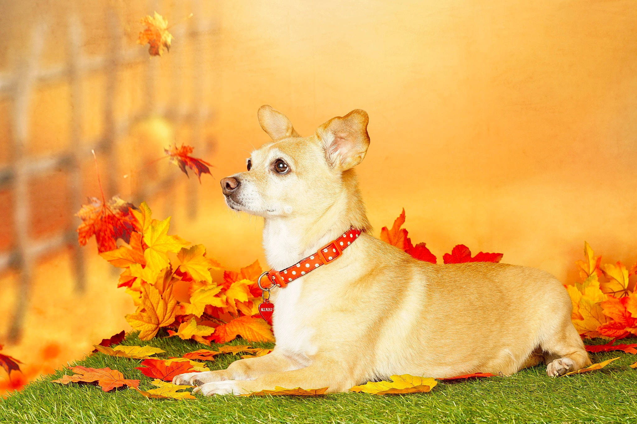 Lassie participe au concours pour gagner de l'argent avec cette photo : canidae, carnivore, collar, companion_dog, dog, dog_breed, dog_collar, dog_supply, fawn, flower, grass, happy, petal, plant, snout, sporting_group, tail, toy_dog, whiskers, working_animal